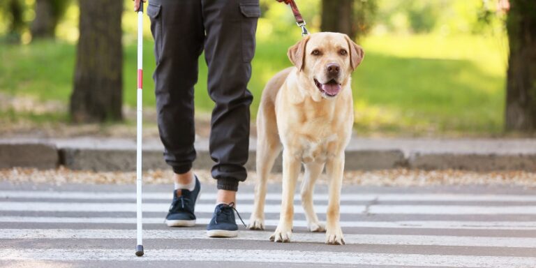 Learning about the Guide Dog