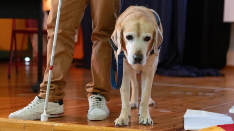 Learning about Frida and guide dogs